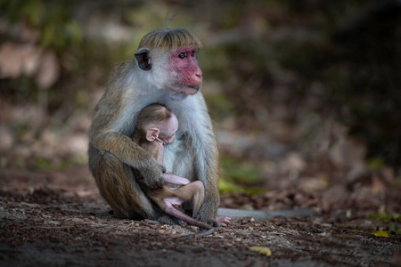 自然 哺乳动物 波隆纳鲁瓦 斯里兰卡 兰卡 小孩 猕猴 母亲