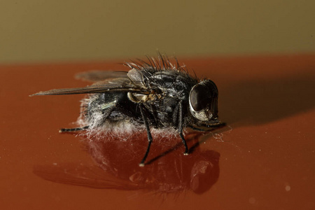 颜色 蝇科 害虫 眼睛 放大倍数 昆虫 节肢动物 昆虫学