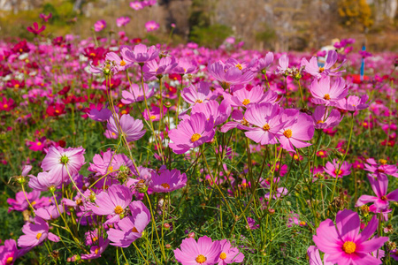 公园 领域 季节 花的 开花 美丽的 种植 盛开 草地 植物区系