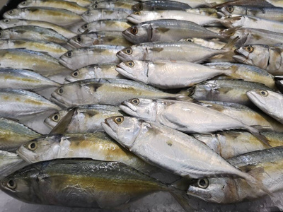 超市 海洋 钓鱼 身体 盐水 海鲜 插图 托盘 运动 动物