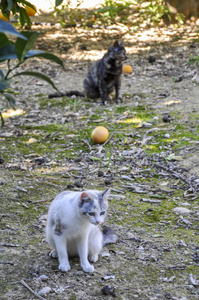 生活 幸福 可爱极了 自然 猫科动物 哺乳动物 爪子 毛皮