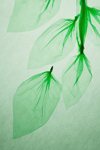 透明的 包裹 帮助 形象 浪费 包装 环境 树叶 未来 习惯于