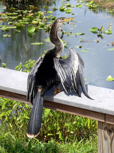 沼泽地 喷口 羽毛 森林 公园 美国 鸭子 佛罗里达州 翅膀