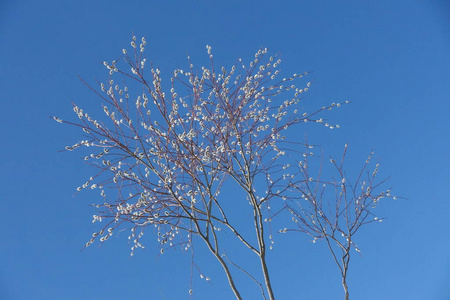 自然 季节 园艺 花瓣 美女 美丽的 花园 盛开 春天 开花