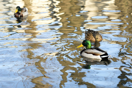 春天，一只鸭子和一只公鸭在柔和的阳光下游泳。背景