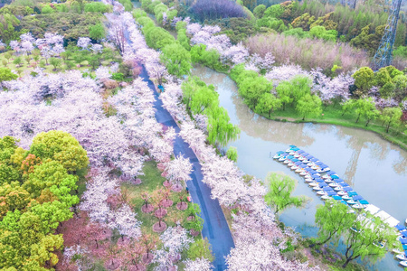 植物 浪漫的 公园 开花 粉红色 分支 旅行 特写镜头 亚洲