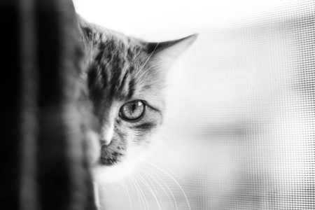 特写镜头 哺乳动物 斑猫 肖像 爪子 美丽的 对比 眼睛