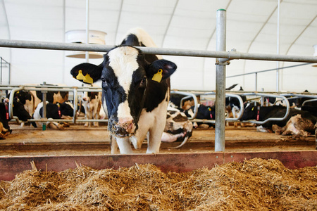 干草 农场 生产 耳朵 喂养 自动化 鼻涕 动物 标签 乡村
