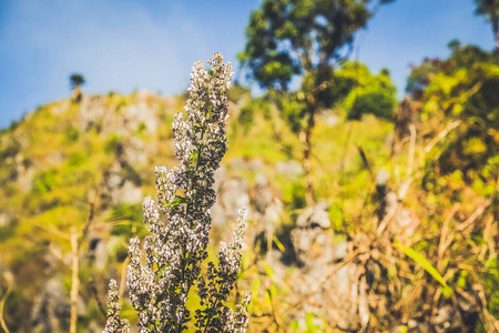 草地 丛林 风景 阳光 木材 美女 公园 生态学 太阳 植物学