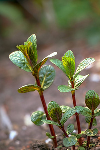 花园 植物 环境 春天 美丽的 特写镜头 食物 薄荷 生活