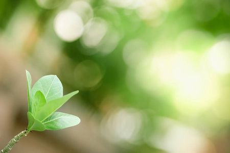 软的 墙纸 模糊 集中 纹理 颜色 太阳 春天 植物区系