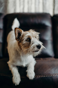 美丽的 肖像 动物 静物 有趣的 犬科动物 猎犬 繁殖 面对