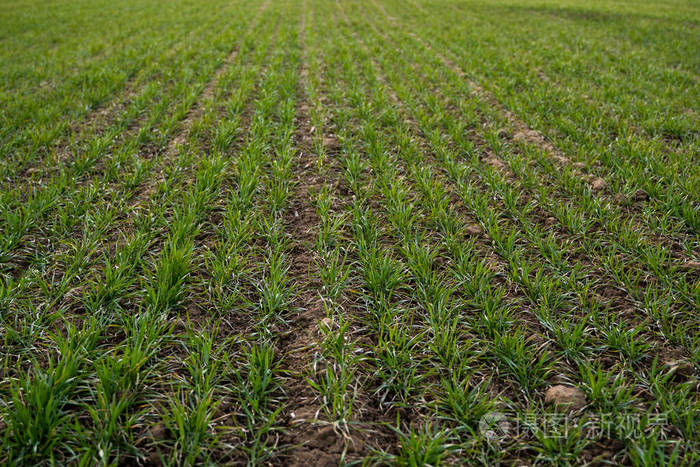 种植未成熟谷类,小麦的农田.土壤中生长的小麦.