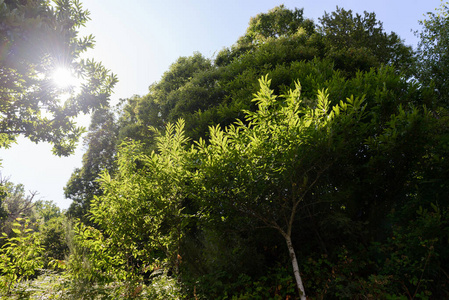 夏天 闪耀 王冠 美丽的 植物区系 太阳 天空 分支 日光