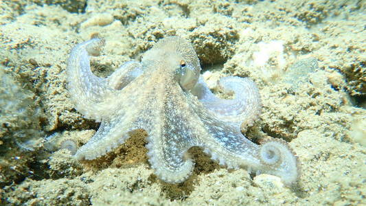 章鱼 地中海 潜水 浮潜