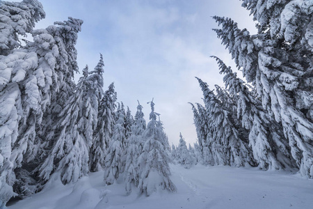 高的 季节 环境 天空 小山 场景 寒冷的 松木 白霜 全景图