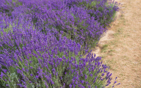 乡村 法国人 美女 香水 气味 美丽的 自然 紫色 薰衣草