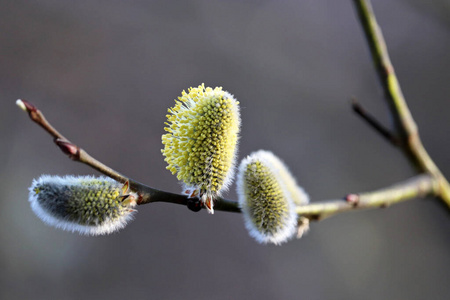 分支 植物区系 毛茸茸的 公园 盛开 春天 美丽的 自然