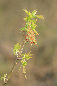 树叶 季节 植物 细枝 环境 纹理 分支 特写镜头 公园