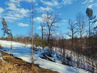 冬天 自然 太阳 季节 天空 寒冷的 森林 木材 天气 蓝天