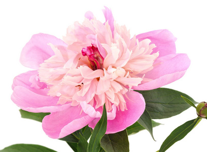 玫瑰色 特写镜头 优雅 美丽的 春天 牡丹 自然 粉红色
