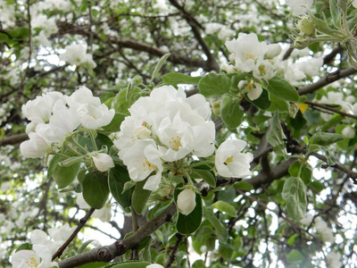 美丽的 阳光 自然 天空 花的 苹果 盛开 公园 纹理 植物