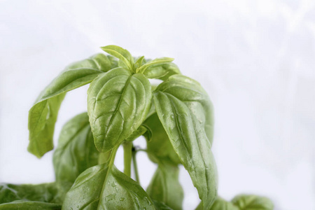 草本植物 农业 特写镜头 调料品 意大利语 草药 烹饪 风味