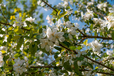 生长 樱桃 植物区系 春天 美丽的 植物 天空 花的 花园