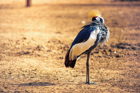 稀树草原 游猎 站立 起重机 王冠 鸟类学 美丽的 羽毛