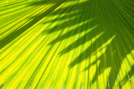 纹理 棕榈 水疗中心 阴影 丛林 墙纸 自然 阳光 夏威夷