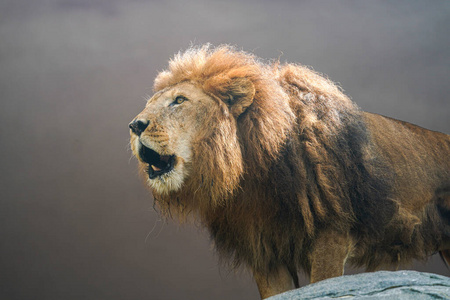 非洲 自然 毛皮 动物 哺乳动物 狮子 面对 动物园 游猎