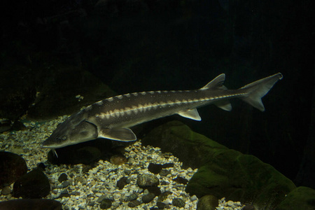 水肺 鲟鱼 野生动物 西伯利亚 自然 动物 水下 水族馆