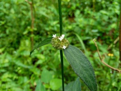 杂草 植物学 花园 颜色 打高尔夫球 公园 自然 地面 航道