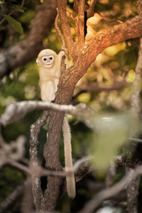 生活 毛皮 泰国 面对 自由的 蒙昧 森林 乌叶猴 猕猴