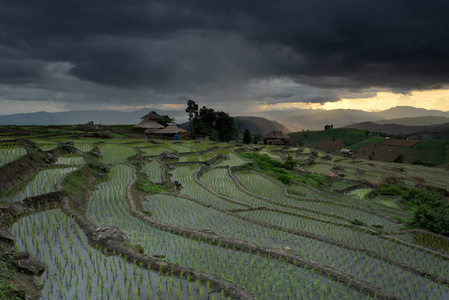 农田 曲线 自然 清迈 食物 土地 风景 旅游业 梯田 泰国