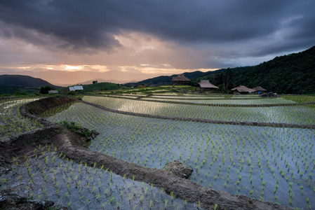 日落 山谷 乡村 稻谷 农业 旅游业 清迈 食物 梯田 自然