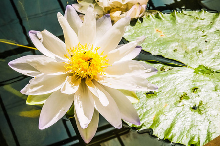 睡莲 花的 莲花 花瓣 花园 和平 冥想 盛开 自然 绘画