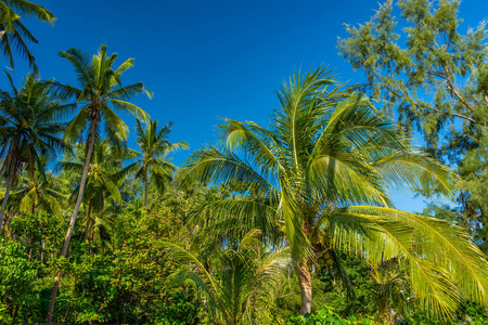 海岸线 海洋 椰子 夏天 海岸 天堂 旅行 泻湖 加勒比
