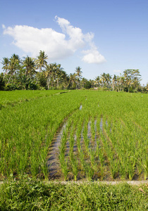 山谷 美丽的 农业 旅行 印度尼西亚 植物 自然 土壤 稻谷