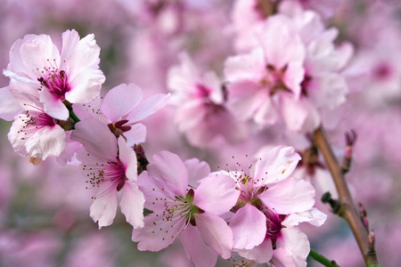 盛开的树 花的 花瓣 太阳 季节 花园 萌芽 授粉 樱桃
