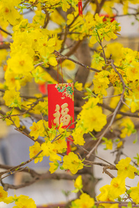 越南春节的压岁钱和杏花树图片