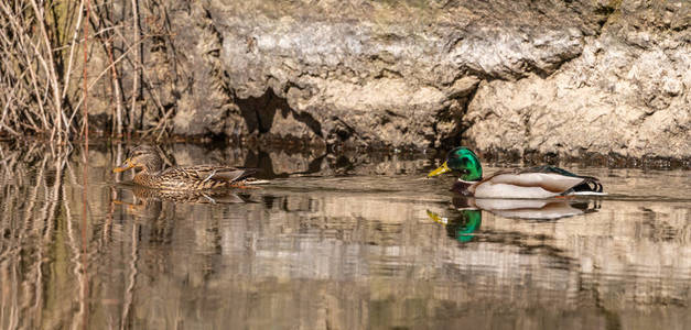 美女 鸭子 狩猎 池塘 水禽 羽毛 鸟类学 生活 鸟类 纹理