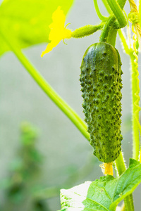 农业 生产 美食家 花的 营养物 生物 农事 季节 蔬菜