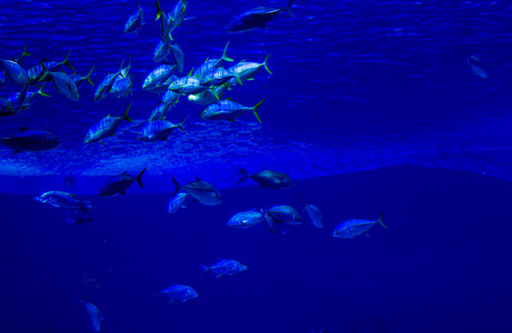 水族馆 潜水员 深的 海的 学校 水肺 动物 自然 浅滩