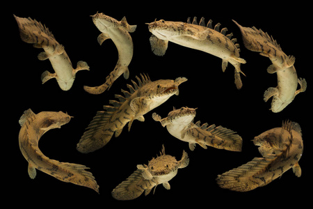 宠物 古老的 终末期 恐龙鱼 可爱的 加纳 水族馆 水下