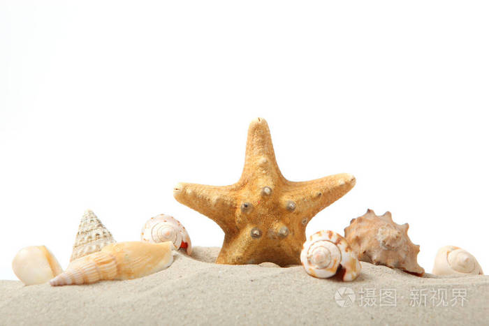 假日 放松 贝壳 颜色 生物学 软体动物 生活 海星 纹理