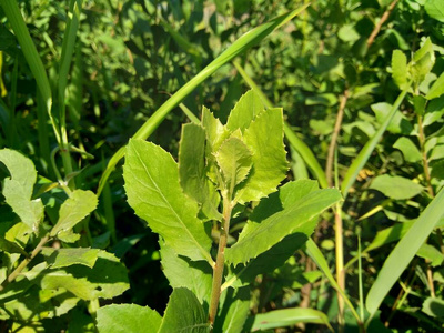 提取 植物 跳蚤 生长 夏天 自然 照顾 沼泽 氯化物 印第安人