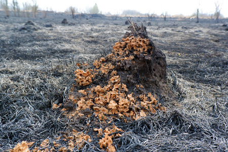 生态 紧急情况 森林砍伐 动物 蚂蚁 生态学 死亡 毁了