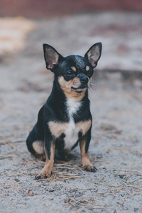 外部 犬科动物 朋友 宠物 自然 甜的 小狗 步行 有趣的