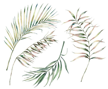 夏季的水彩画以棕榈枝为背景。手工绘制的热带树叶和小枝孤立在白色背景上。用于设计印刷背景的花卉插画。